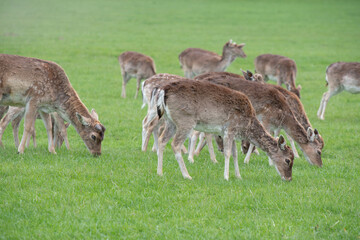 Several deer are on a green meadow and are eating grass