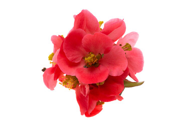 Chaenomeles isolated