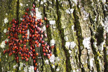 Fire insects (Pyrrhocoris apterus) in a tree trunk. On the trunk of a tree there are beetles with a...