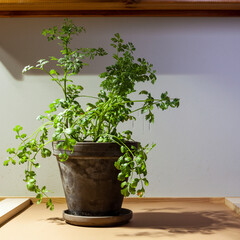 Cilantro herb at home