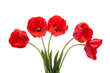 red tulip isolated