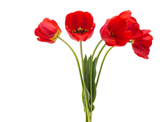 Fototapeta premium red tulip isolated