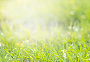 Obraz premium Natural background. Green young grass in the sun