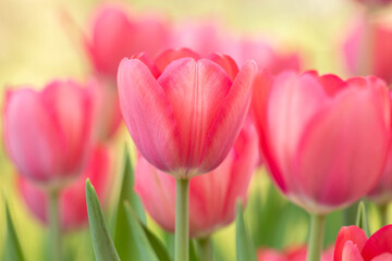 Obraz na płótnie Canvas Garden Of Pink Pastel Tulips