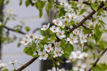 White beautiful flowers of a growing pear on a fruit tree