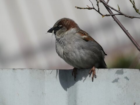 House sparrow (Passer domesticus) gathering nesting material, Gdansk, Poland