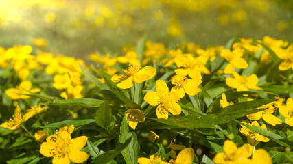 Yellow wildflowers on a glade background