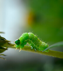 Green caterpillar crawling along the stem, macro photo