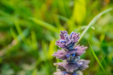blue flower on the garden