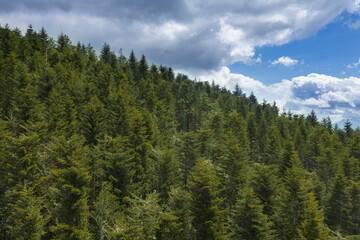 aerial view of a cross forest of fir trees in the orecchiella park in garfagnana tuscany