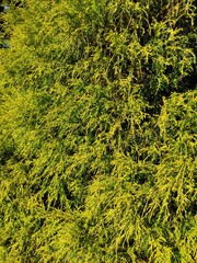 fern leaves in the forest