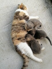Cat with kittens