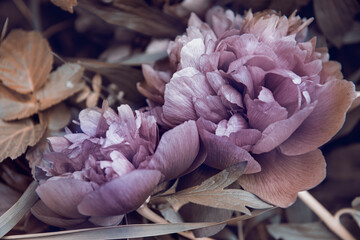 peonies in the garden, vintage toning, buds close-up.
