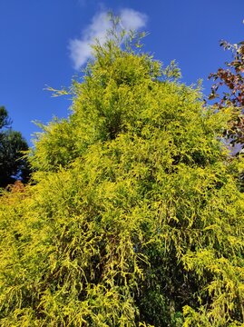 green pine tree, trees and sky