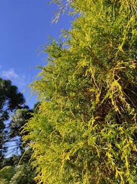 green pine tree, trees and sky