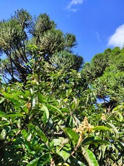 trees and sky