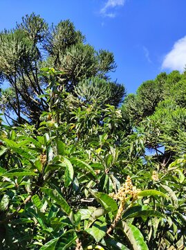 trees and sky