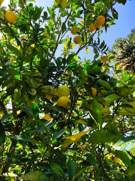 orange on tree