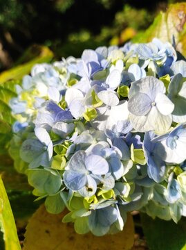 bouquet of blue flowers