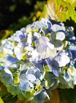 bouquet of blue flowers