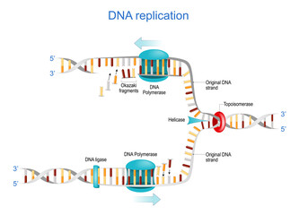 DNA replication. Okazaki fragments