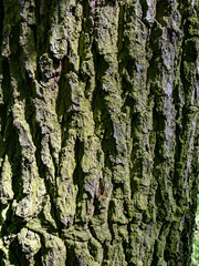 Baumrinde