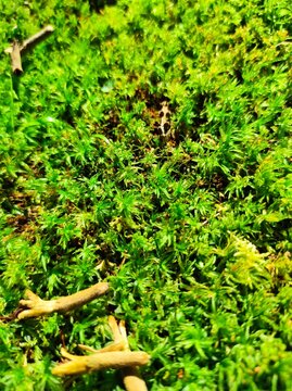 green moss on the stone