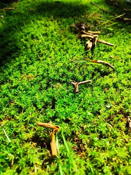 green moss on the stone
