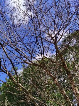 trees in the sky