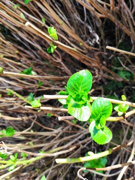 plants in the garden, hydrangea