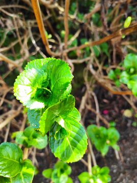 plants in the garden, hydrangea