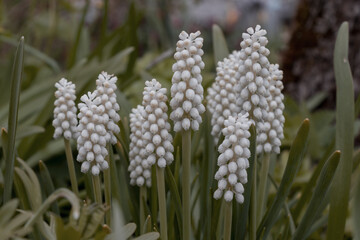Muscari grape hyacinth with white flowers blooms in a green garden with leaves and stems.