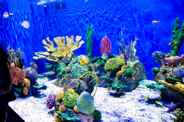 Aqu&aacute;rio Rio de Janeiro