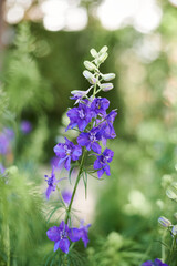 Obraz premium Group of purple flowers. Comfrey. Delphinium ajacis