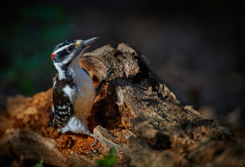 Downy Woodpecker pausing in it's search 