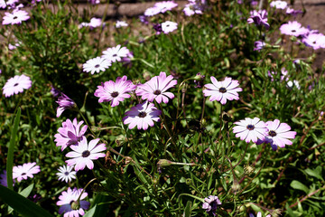 Obraz premium Several purple anemone hortensis flowers