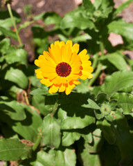 Calendula yellow flower with stem. Calendula officinalis