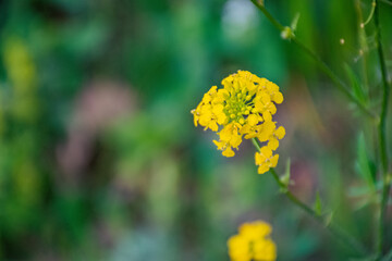 yellow flowers in the garden