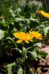 Several yellow calendula flowers with stems