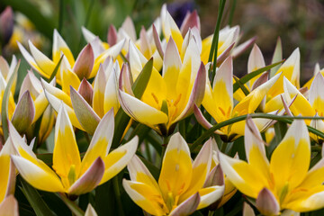 Yellow and white wild forest tulips with green and red leaves and stems. The flowers are full. blurred isolated background.