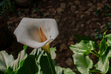 flor de color blanca cartucho 
