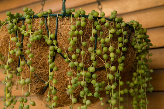 Exotic succulent plants. Closeup view of a Curio rowleyanus, also known as String of Pearls growing in a hanging flower pot. Its beautiful ball shaped green leaves falling from the container.