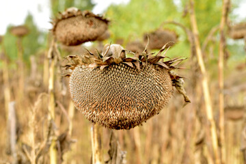 The picture shows a group of dry sunflowers growing in a farm field.