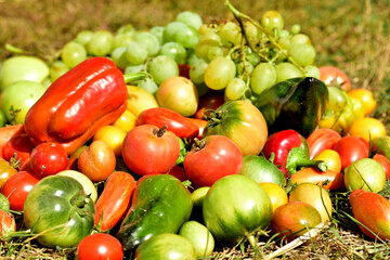 Ripe vegetables collected in a heap lie on the grass.