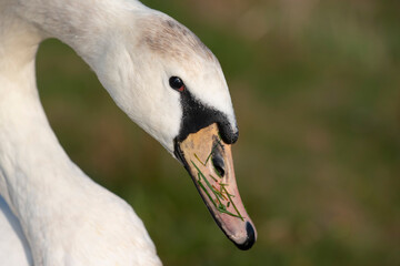 Close up of a white swan with portrait of the neck and head with eye and beak, against a green background