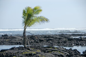 single Palm © Andrew