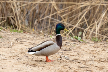 duck on a pond