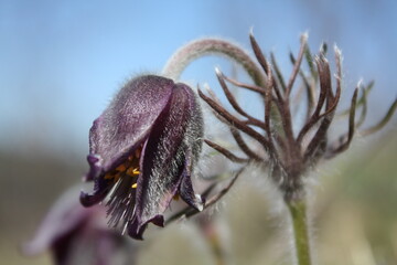 Pulsatilla pratensis, Anemone pratensis, Koniklec luční