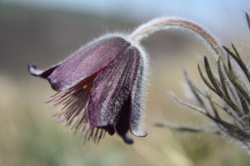 Pulsatilla pratensis, Anemone pratensis, Koniklec luční