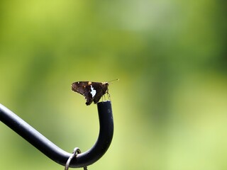 Silver Spotted Skipper, Epargyreus